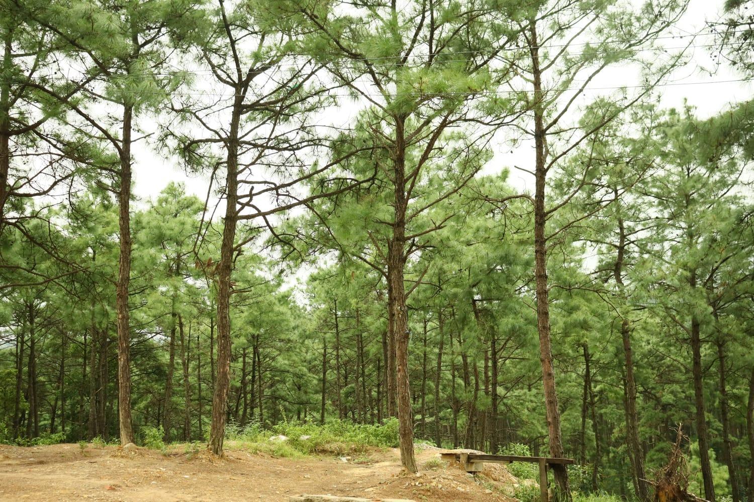 Pine Tree Lodge Shillong Exterior photo
